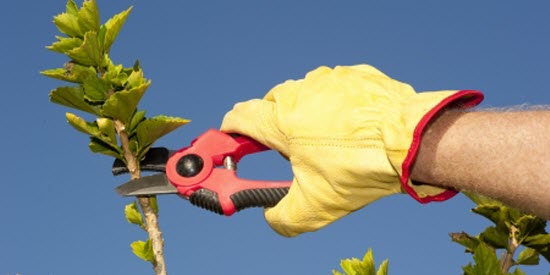 Cotizar Sevicios de Jardinería en Costa Rica