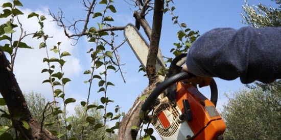 Tree pruning in Costa Rica